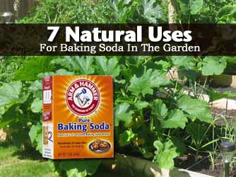 baking-soda-250-050913