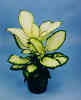 Dieffenbachia Honey