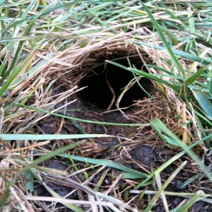 Mole Hole Mole Hole