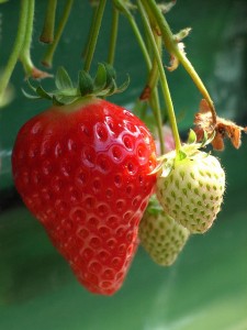 Beautiful strawberry growing and ready to eat